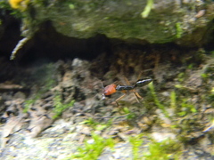 Odontomachus erythrocephalus