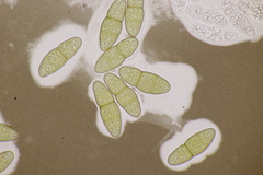Pleomassaria carpini
