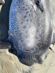 Masturus lanceolatus