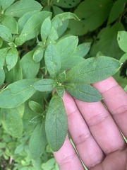 Rhododendron pilosum