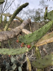 Opuntia karwinskiana