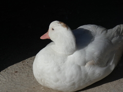 Anas platyrhynchos × Cairina moschata
