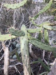 Opuntia karwinskiana
