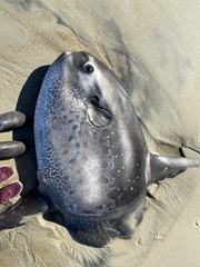 Masturus lanceolatus