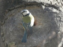 Cyanistes caeruleus
