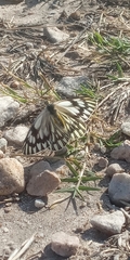 Tatochila