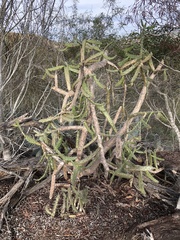 Opuntia karwinskiana
