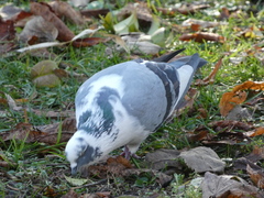 Columba livia domestica
