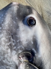 Masturus lanceolatus