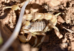 Buthus ibericus