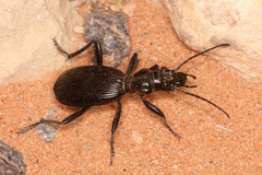 Baeoglossa anthracina