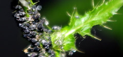 Aphidoidea