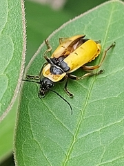 Chauliognathus missionum