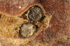 Splanchnonema pupula