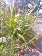 Daucus carota