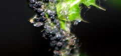 Aphidoidea