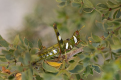 Bootettix argentatus