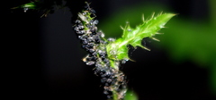Aphidoidea
