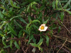 Cistus psilosepalus