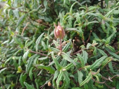 Cistus psilosepalus