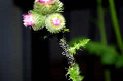 Aphidoidea