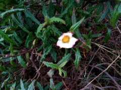 Cistus psilosepalus
