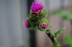 Aphidoidea