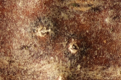 Splanchnonema pupula