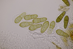 Splanchnonema pupula