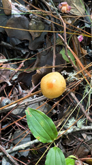 Amanita xylinivolva