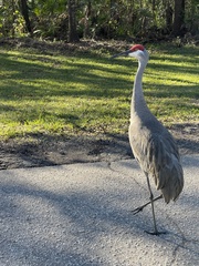 Antigone canadensis pratensis
