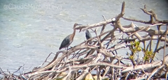 Egretta rufescens rufescens