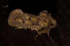 Acrolophinae