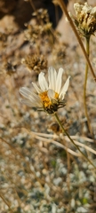 Encelia ravenii