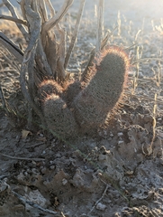 Mammillaria hutchisoniana