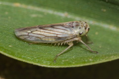 Exitianus obscurinervis