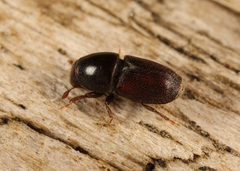 Scolytus intricatus
