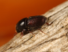 Scolytus intricatus