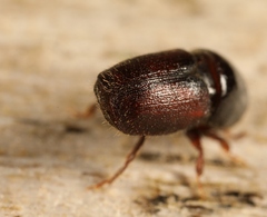 Scolytus intricatus