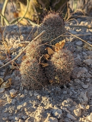 Mammillaria hutchisoniana