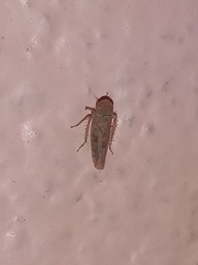 Neoaliturus tenellus