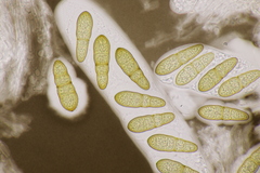 Splanchnonema pupula