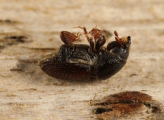 Scolytus intricatus