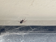 Steatoda nobilis