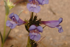 Penstemon speciosus