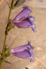 Penstemon speciosus