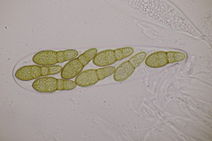 Splanchnonema pupula