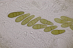 Splanchnonema pupula