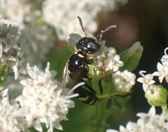 Philanthus bilunatus