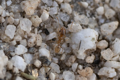 Pheidole pilifera